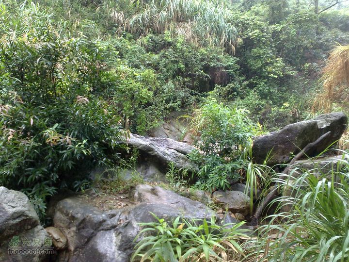 福州森林公园游览观光20100923809