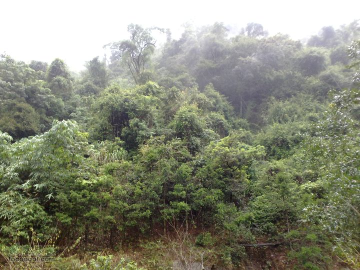 福州森林公园游览观光20100923824
