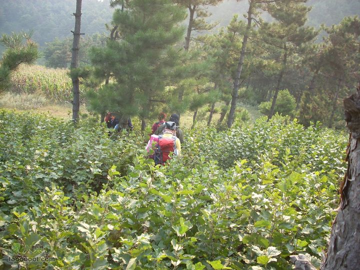 2010.09.25花豹冲爬山DSCN8930_眸目压缩