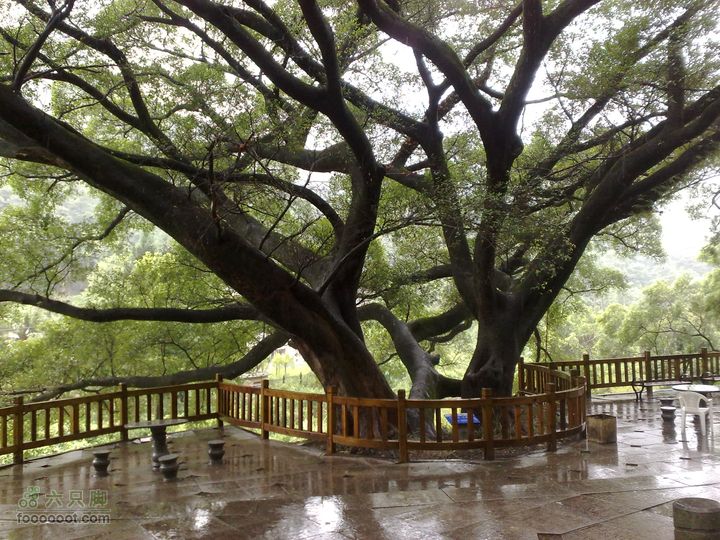 福州森林公园游览观光20100923856