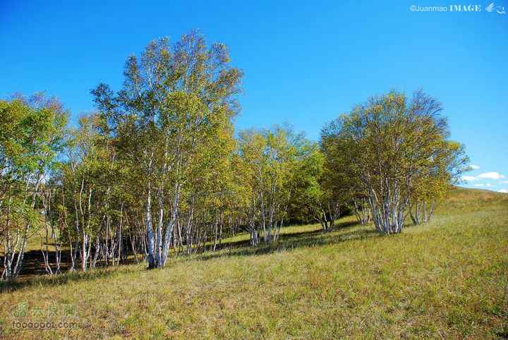 中秋塞罕坝乌兰布统深度自驾（醉人美景+探路）白桦林