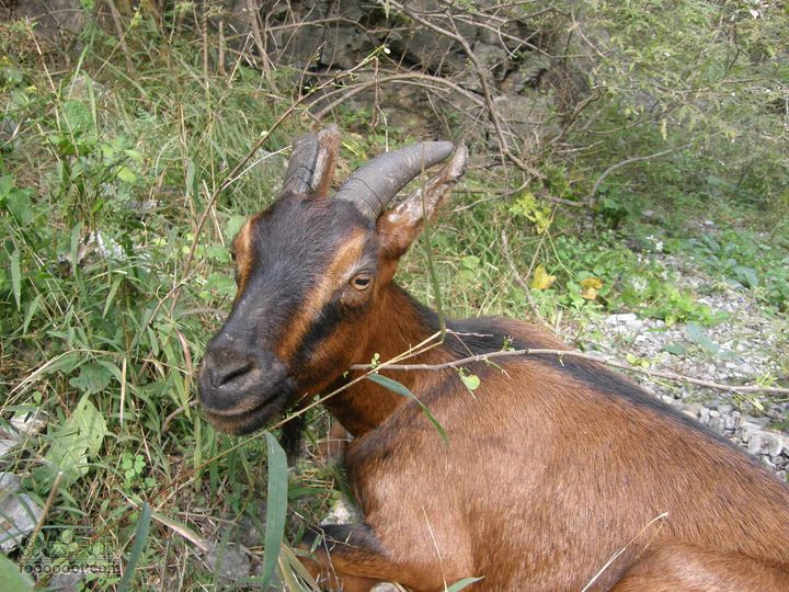庆国庆再寻任老师-铁坨山北上南下-赵家台PA010432
