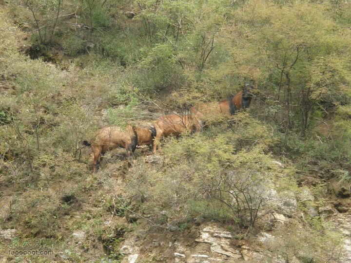 庆国庆再寻任老师-铁坨山北上南下-赵家台PA010434