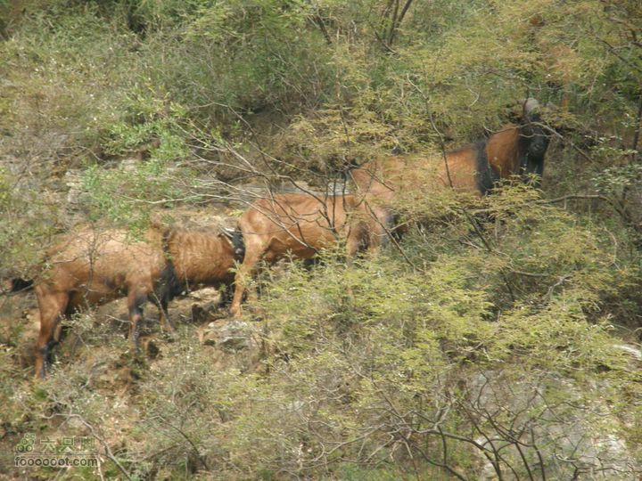 庆国庆再寻任老师-铁坨山北上南下-赵家台PA010435