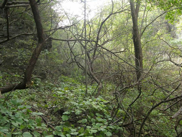 庆国庆再寻任老师-铁坨山北上南下-赵家台PA010463