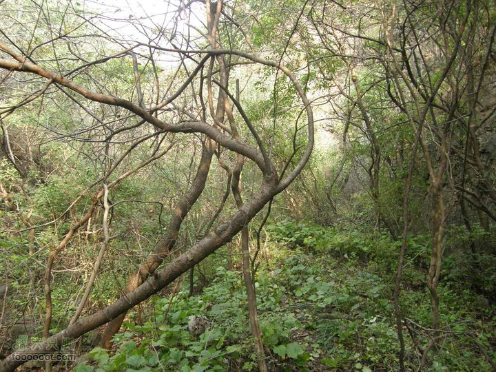 庆国庆再寻任老师-铁坨山北上南下-赵家台PA010464