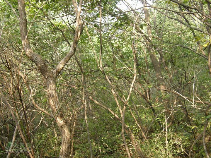 庆国庆再寻任老师-铁坨山北上南下-赵家台PA010467