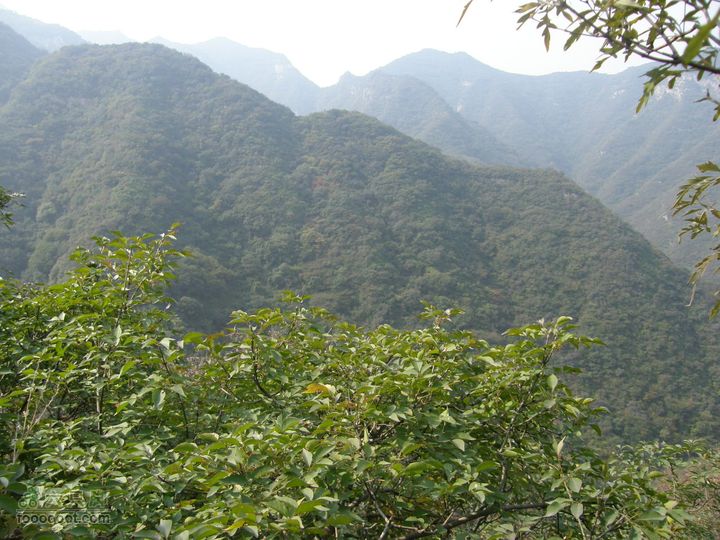 庆国庆再寻任老师-铁坨山北上南下-赵家台PA010479