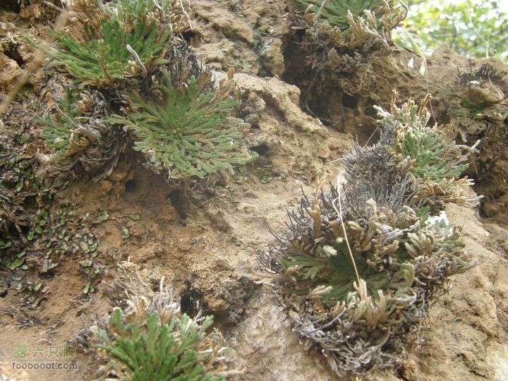 庆国庆再寻任老师-铁坨山北上南下-赵家台PA010480