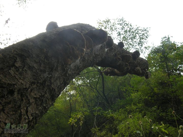 庆国庆再寻任老师-铁坨山北上南下-赵家台PA010520