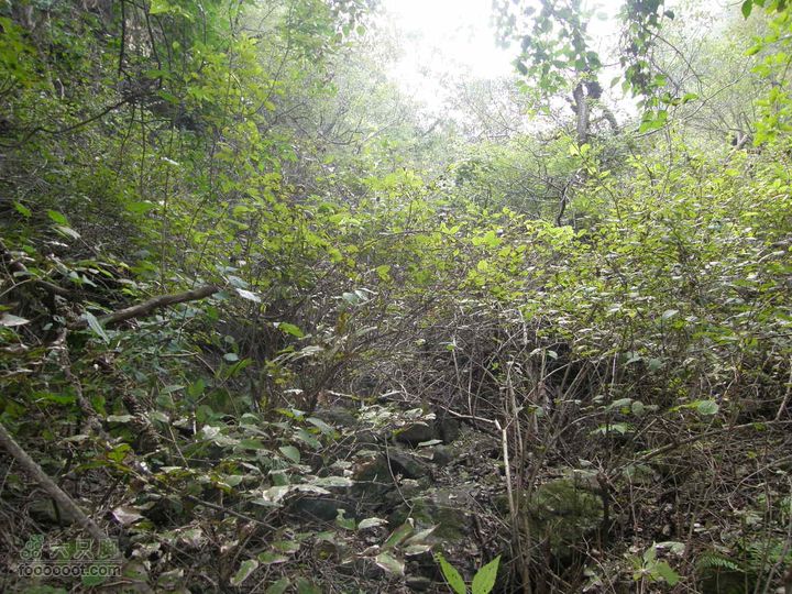 庆国庆再寻任老师-铁坨山北上南下-赵家台PA010521