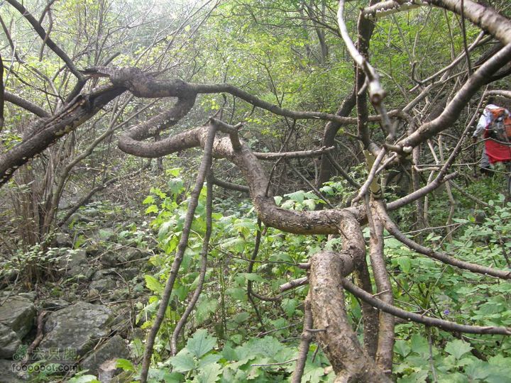 庆国庆再寻任老师-铁坨山北上南下-赵家台PA010524