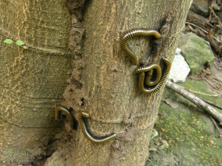 庆国庆再寻任老师-铁坨山北上南下-赵家台PA010525