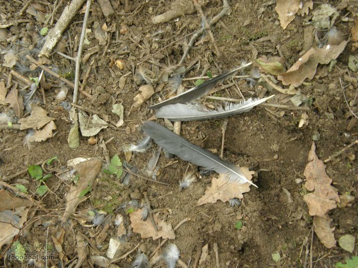 庆国庆再寻任老师-铁坨山北上南下-赵家台PA010539