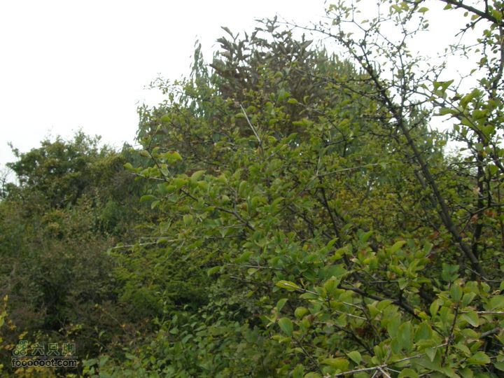 庆国庆再寻任老师-铁坨山北上南下-赵家台PA010581