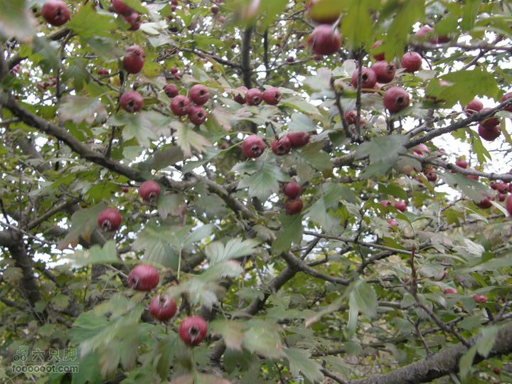 庆国庆再寻任老师-铁坨山北上南下-赵家台PA010589