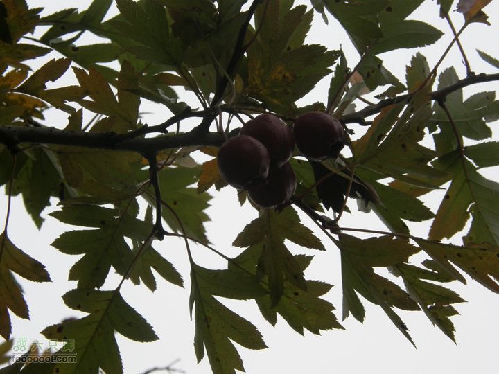 庆国庆再寻任老师-铁坨山北上南下-赵家台PA010598