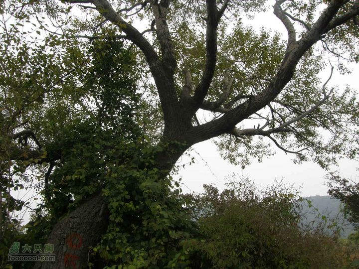 庆国庆再寻任老师-铁坨山北上南下-赵家台PA010609