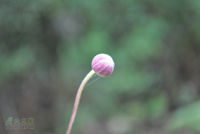 张家界之武陵源5DSC_0132