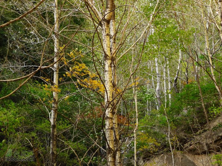 南北驼梁重装(2):辽道背-北驼-华塔-运木沟仔细找路