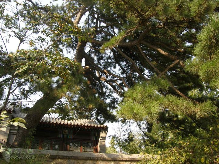 鹫峰-萝卜地-金山寺PA060943