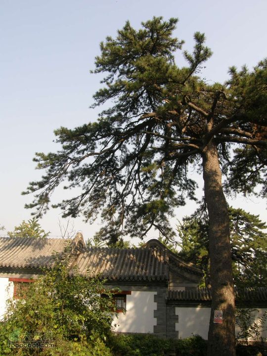 鹫峰-萝卜地-金山寺PA060910