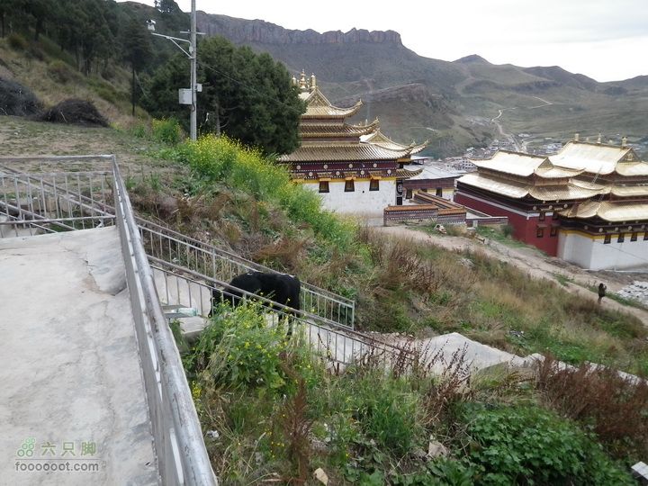 宁静而让人沉溺的小镇-郎木寺(最佳逃票路线)看到一头悠闲地牦牛