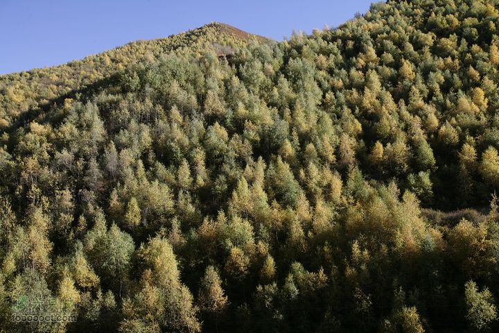 十一黄金周_神农架_云台山_4省自驾行 [合并]兴隆山秋色
