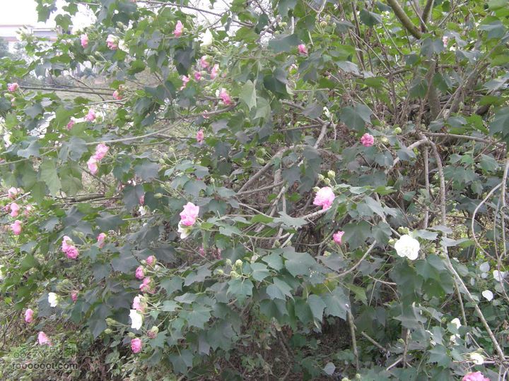 依依青山、涓涓绿水-宜春近郊经典徒步路线之二（下浦-长青厂）PA260630