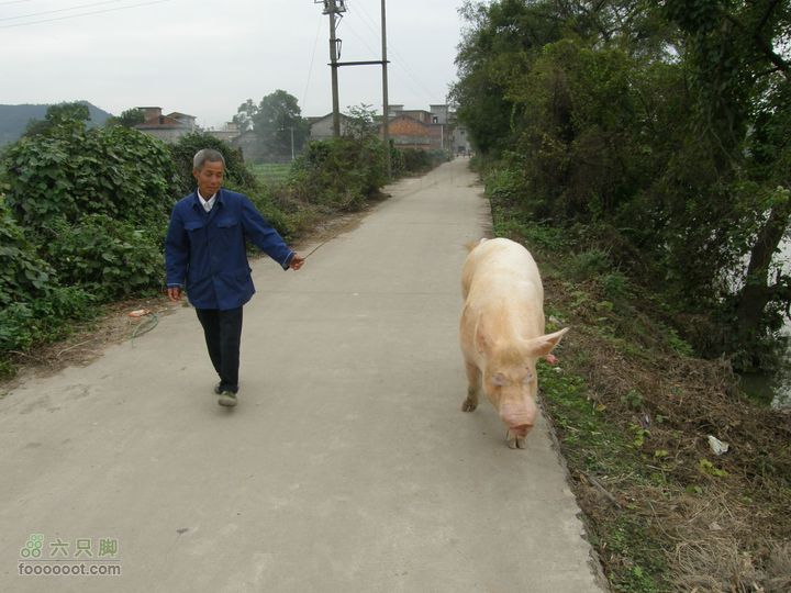 依依青山、涓涓绿水-宜春近郊经典徒步路线之二（下浦-长青厂）PA260665
