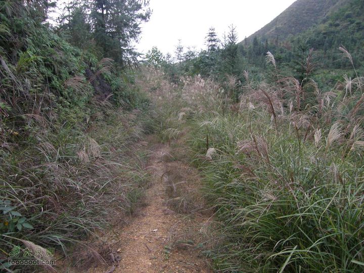 依依青山、涓涓绿水-宜春近郊经典徒步路线之二（下浦-长青厂）PA260707