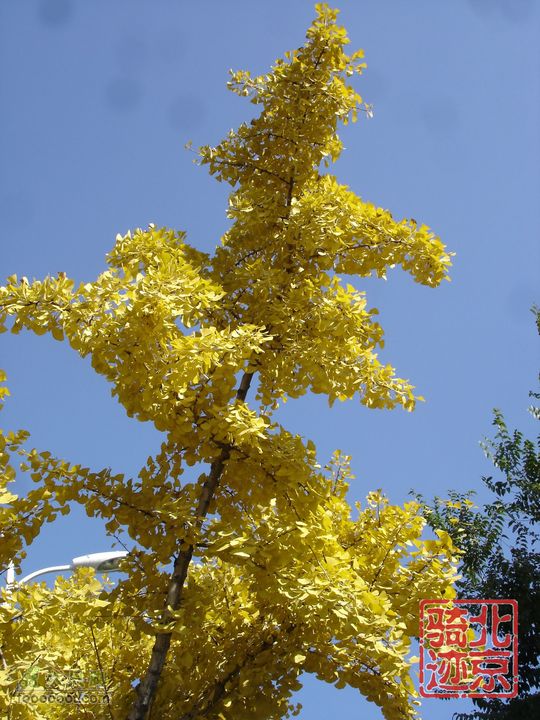 北京骑迹30 寻访琉璃之乡---琉璃渠 走西山大路第一关隘沿途秋色