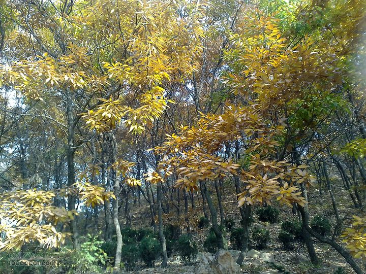 再游金州童牛岭 - 经典徒步游览路线201011051375