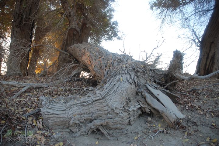 2010.11.1 塔里木的胡杨&飞越天山部分枝干已经倒地，其余部分仍在顽强生长