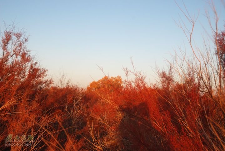 2010.11.1 塔里木的胡杨&飞越天山红柳。从来只见到绿色或者冬天的灰色，第一次见真正的红颜色红柳