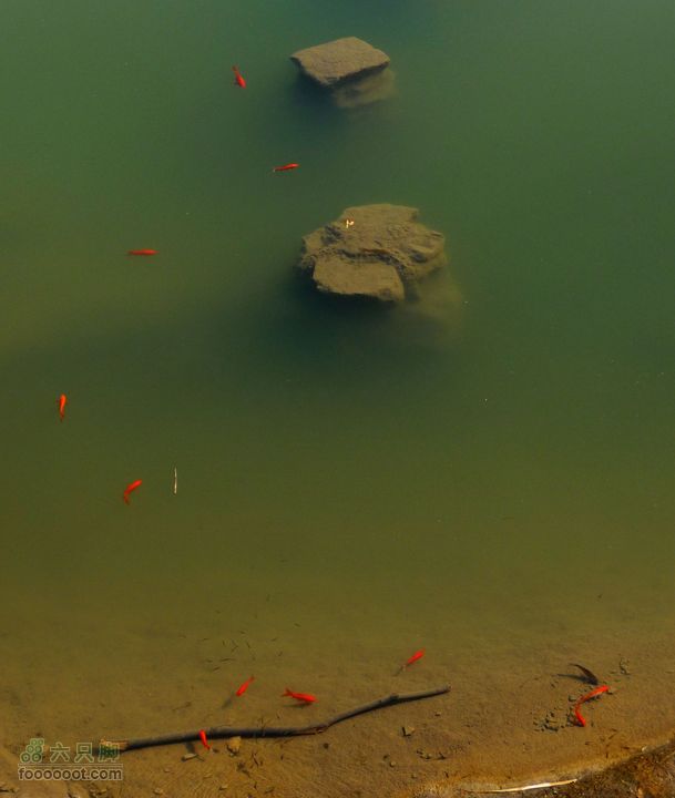 同上周:佛山陵园-白虎涧-凤凰岭三线环穿池中悬锦鲤