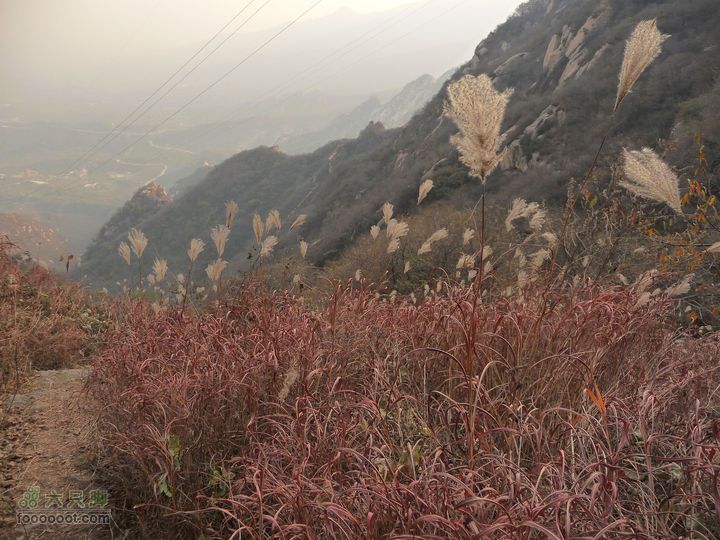 同上周:佛山陵园-白虎涧-凤凰岭三线环穿红色茅草