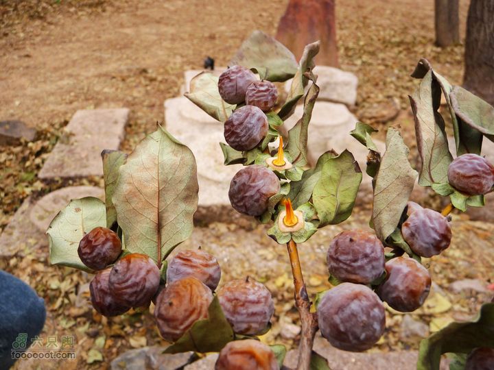 同上周:佛山陵园-白虎涧-凤凰岭三线环穿黑枣