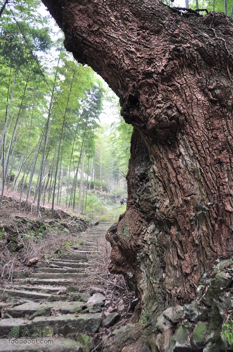 上青古道穿越IMGP6452