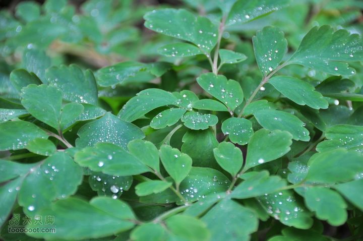 上青古道穿越IMGP6454