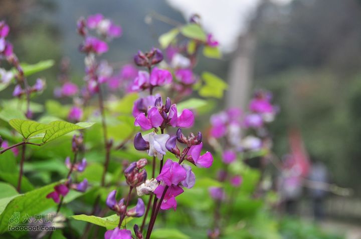 上青古道穿越IMGP6464