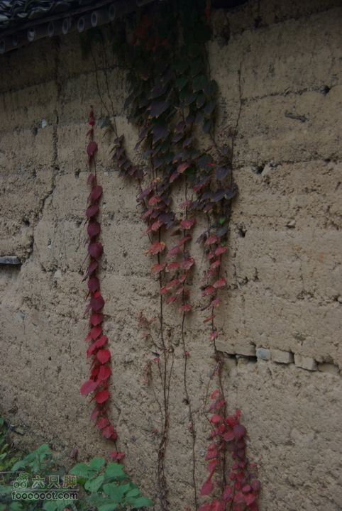 上青古道穿越IMGP6478