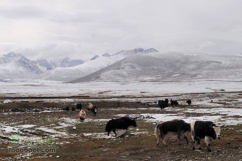 久治至色达行程DSC_9418