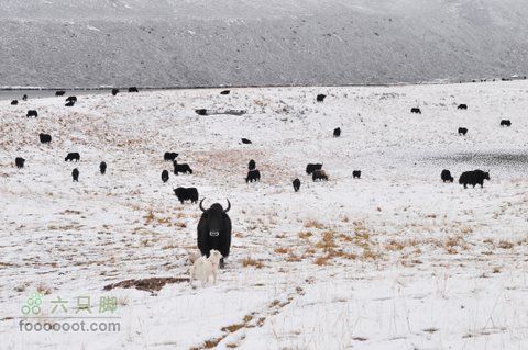 久治至色达行程DSC_9464
