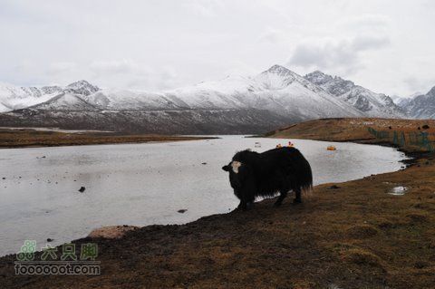 久治至色达行程DSC_9652