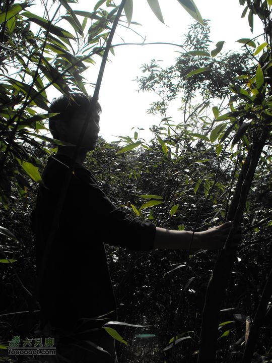 广西贺州狗耳山DSCF2228