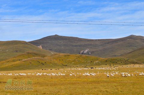 甘南扎尕那之旅DSC_7695