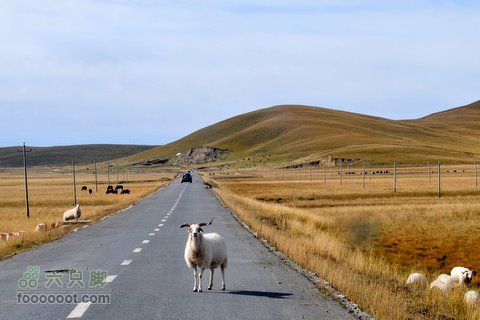 甘南扎尕那之旅DSC_7697