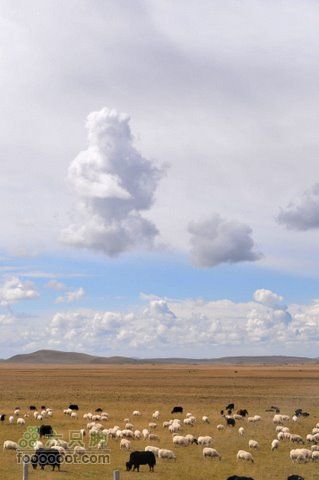 甘南扎尕那之旅DSC_7747