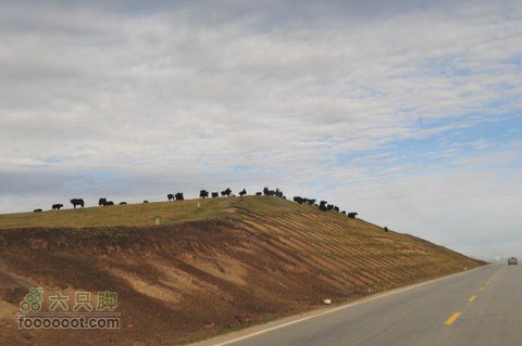 甘南扎尕那之旅DSC_7848